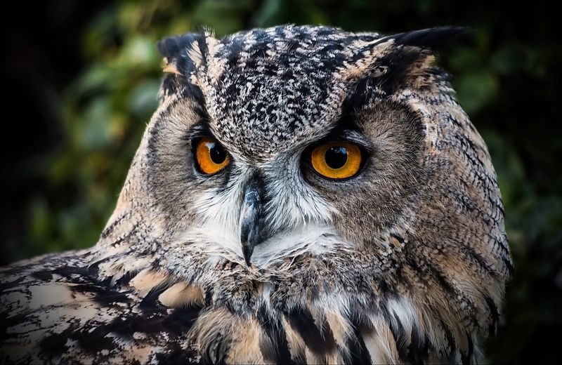 Ночной охотникphoto preview