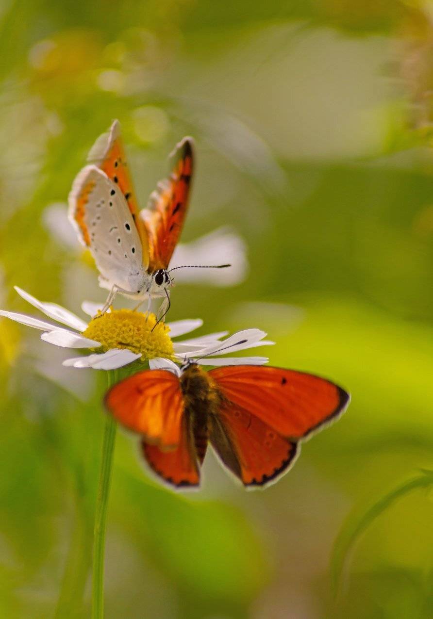 , Чепленко Алексей