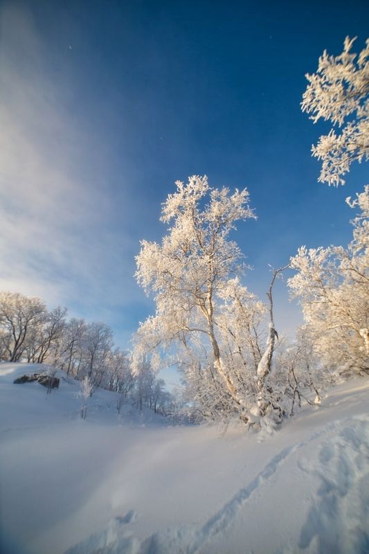 зима, север, иней, мороз, солнце, сугробы «В узорах зимы»photo preview