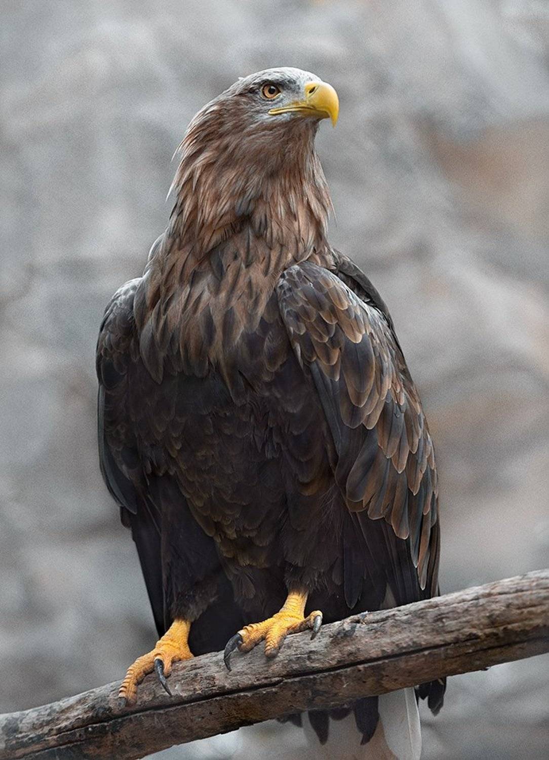 , Александр Поляков