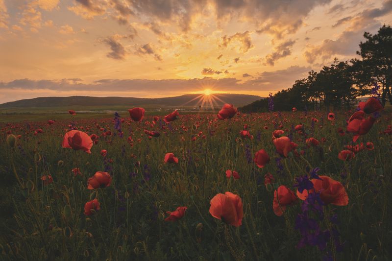 пейзаж, горы, природа россии, крым,маки, весна, маковое поле, Маки - предвестники весныphoto preview