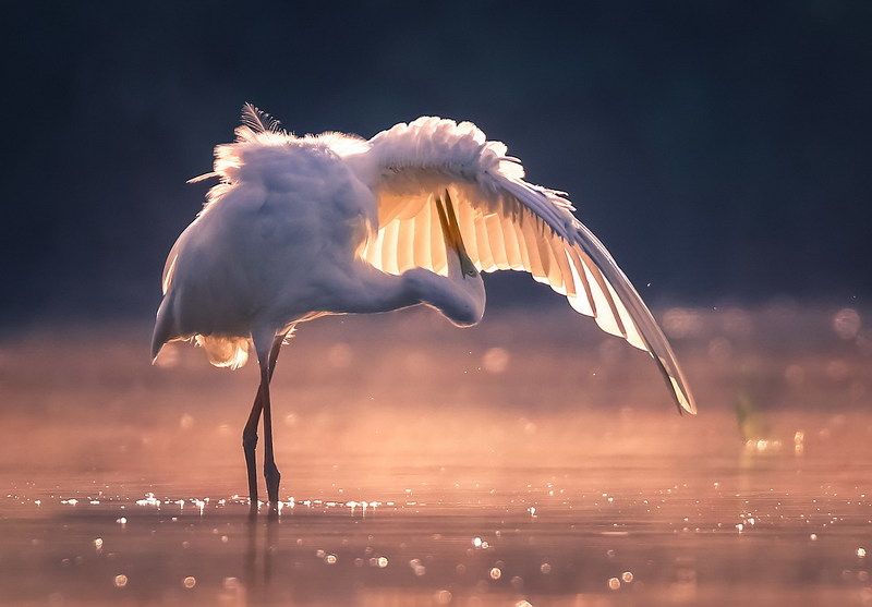 Марфаphoto preview