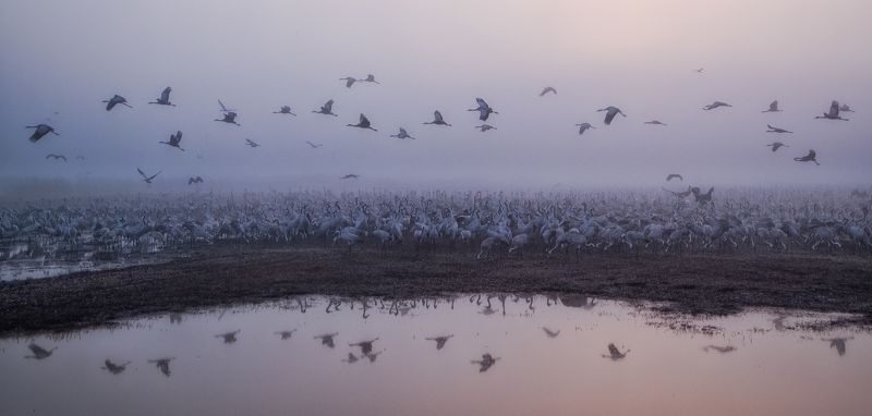 Foggy Morningphoto preview