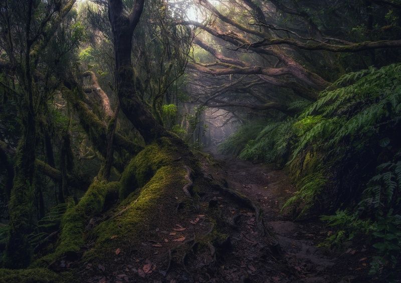 тенерифе, анага, лес, тропинка, джунгли, деревья Там на неведомых дорожкахphoto preview