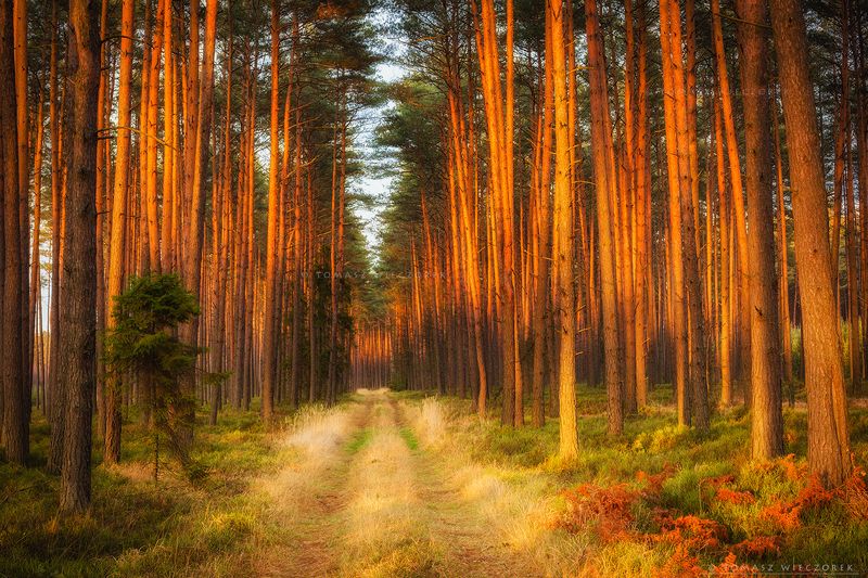 landscape, poland, light, spring, awesome, amazing, sunrise, sunset, lovely, nature, travel, evening, trees, forest Spring\'s sunsetphoto preview