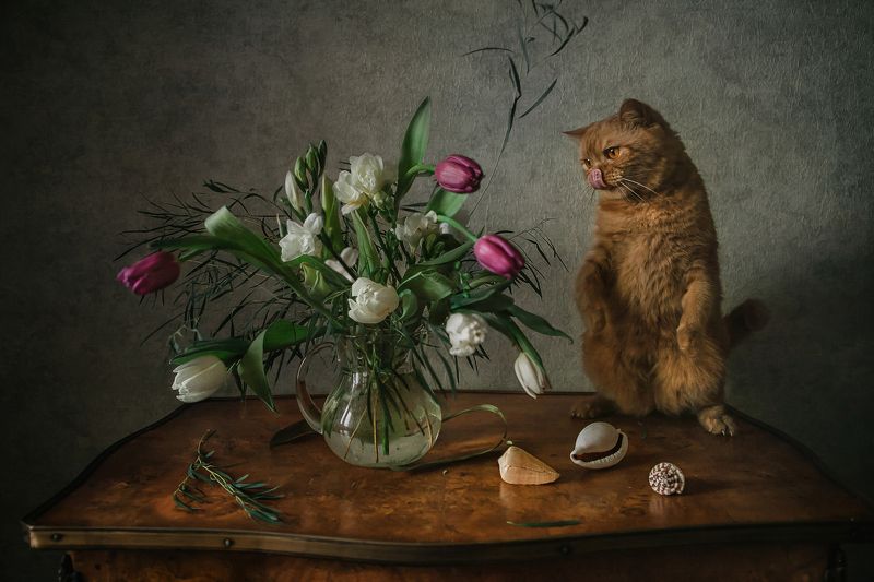 натюрморт, кот, цветы, ракушки Кот и весенний букетphoto preview