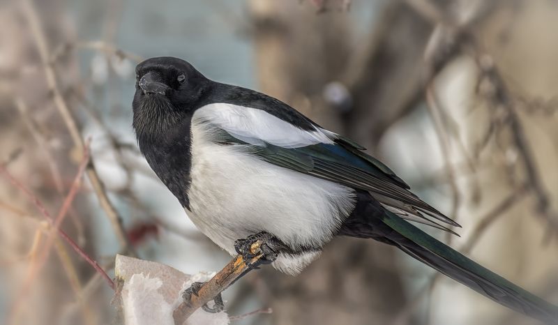 птица, сорока, сало, сорока..photo preview