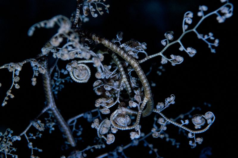 подводный мир, широкий угол Офиураphoto preview