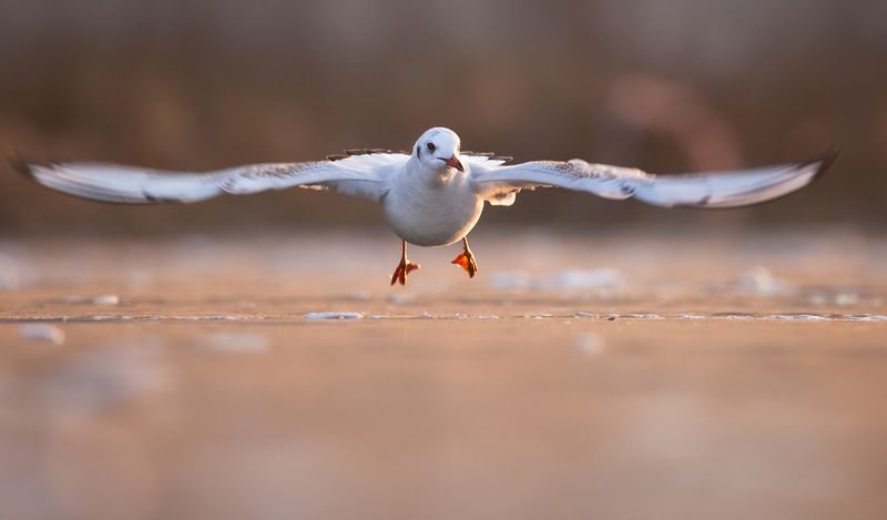 Gull in winter фото превью