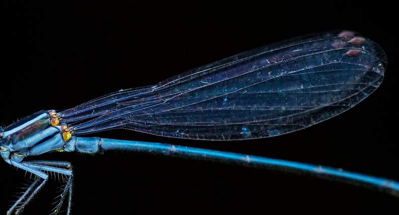 bird, Birds, nature, 2020, 2021, wildlife, wild, earth, Macro, insect Fabricphoto preview