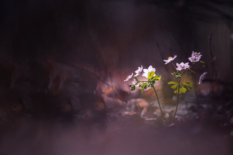 Весна-это новая жизнь. фото превью