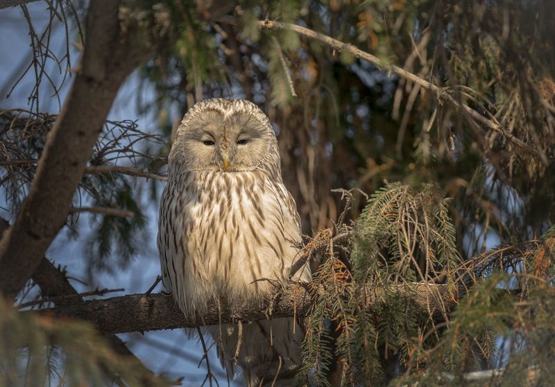 птица, неясыть, февраль, неясыть. фото превью