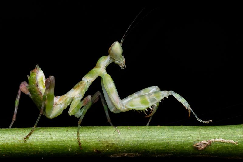 bird, Birds, nature, 2020, 2021, wildlife, wild, earth, Macro, insect Flower Mantis Female Sub-Adultphoto preview