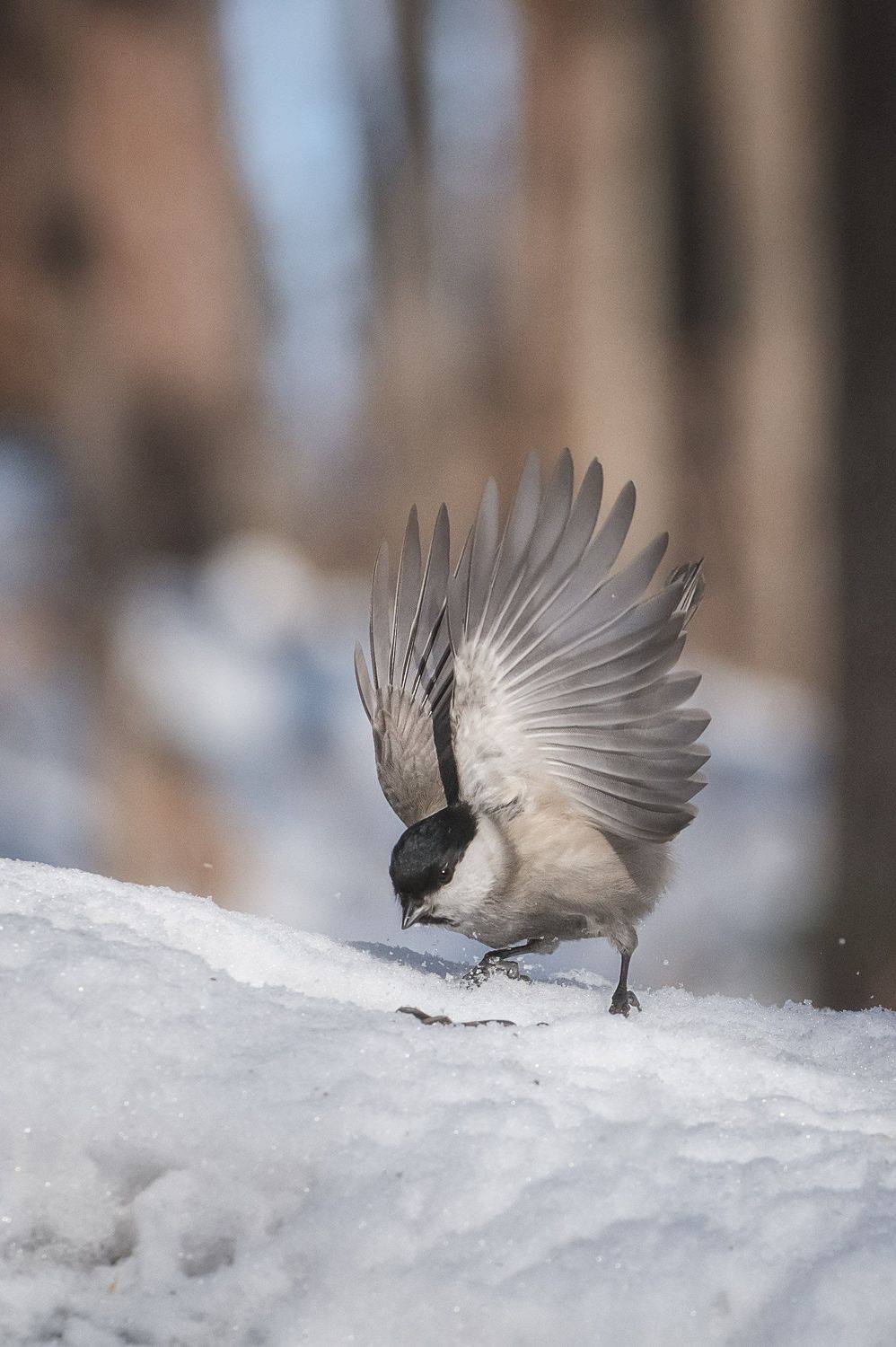 , Шинкарева Елена