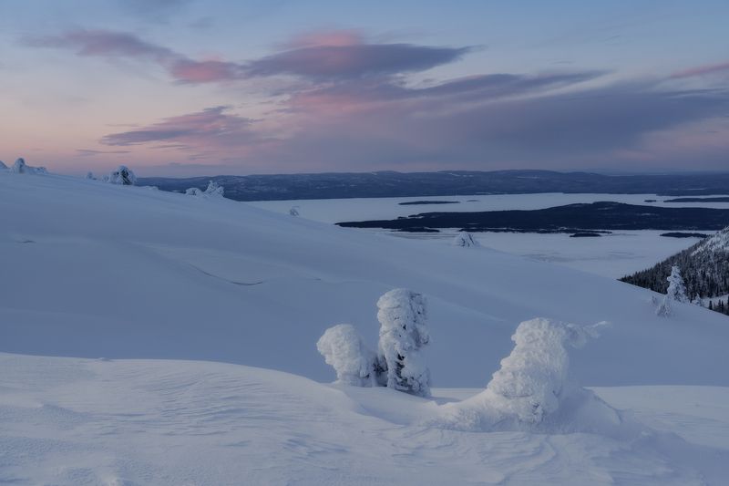 Верхушки сосенphoto preview
