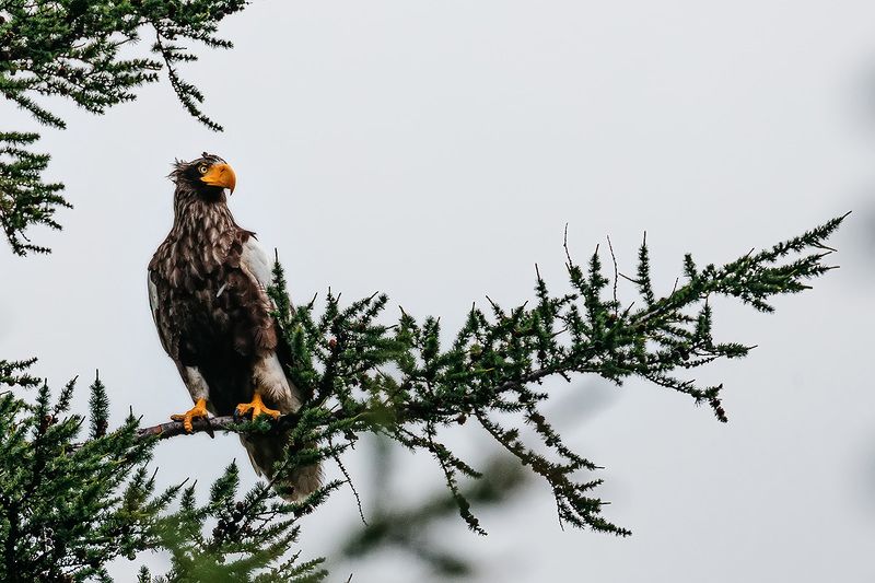 Красная книга, орлан, птицы, птицы россии, орлы  белоплечий орланphoto preview