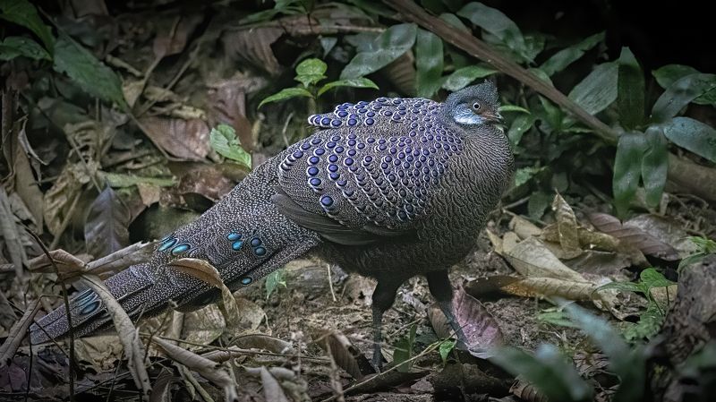 Grey Peacock Pheasant Dehing Patkai The most Illusive...photo preview