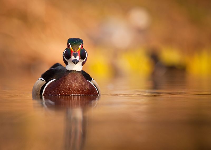 Karolin duckphoto preview