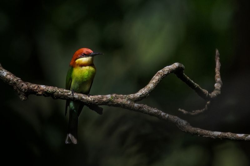 bird, Birds, nature, 2020, 2021, wildlife, wild, earth, Macro, insect Sun Kissedphoto preview