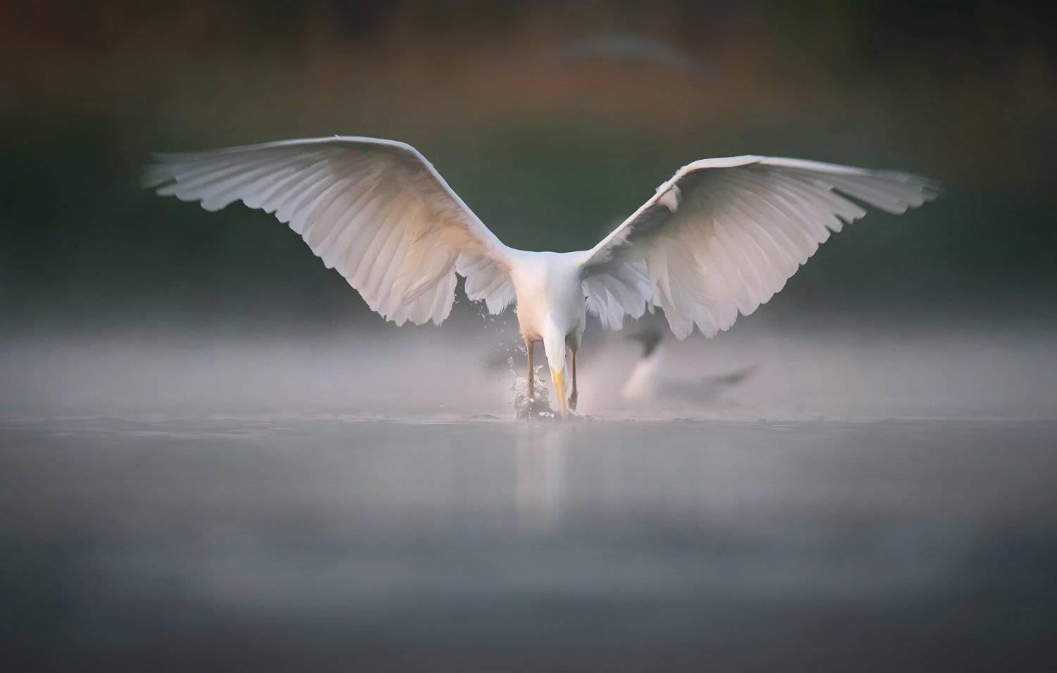 , Grzegorz Dąbrowski