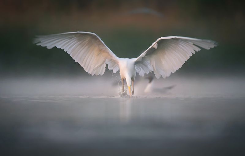 czapla białaphoto preview