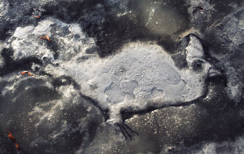 pareidolia Ледяная птицаphoto preview