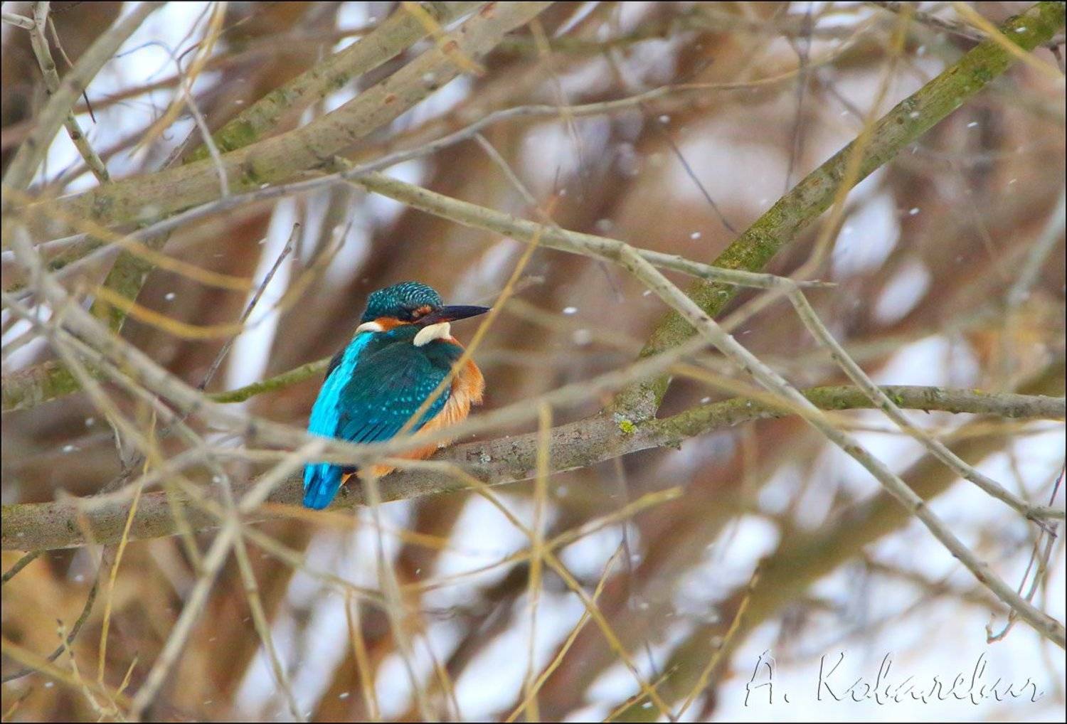 Нежданчик. Автор: Ковалевич А. , Ковалевич А.