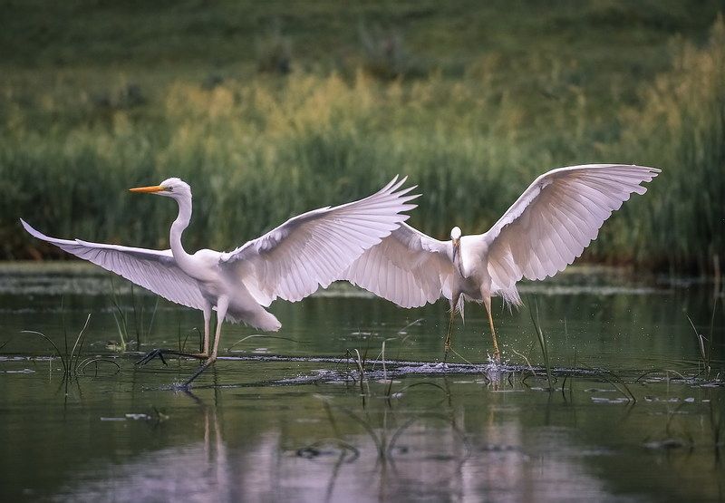 Кто в доме хозяин...photo preview