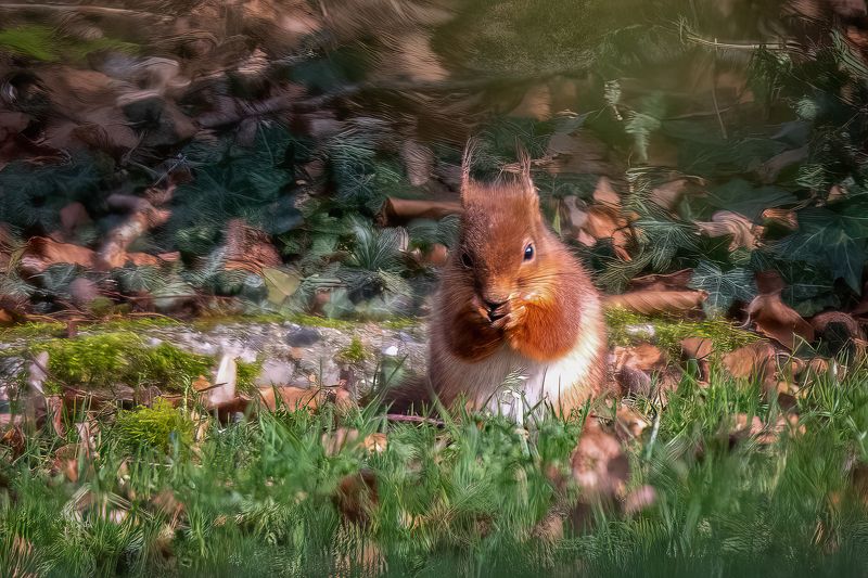 red suirrel; ecureuil; animal; mammal; nature; wildlife; outdoor Red squirrel in the gardenphoto preview