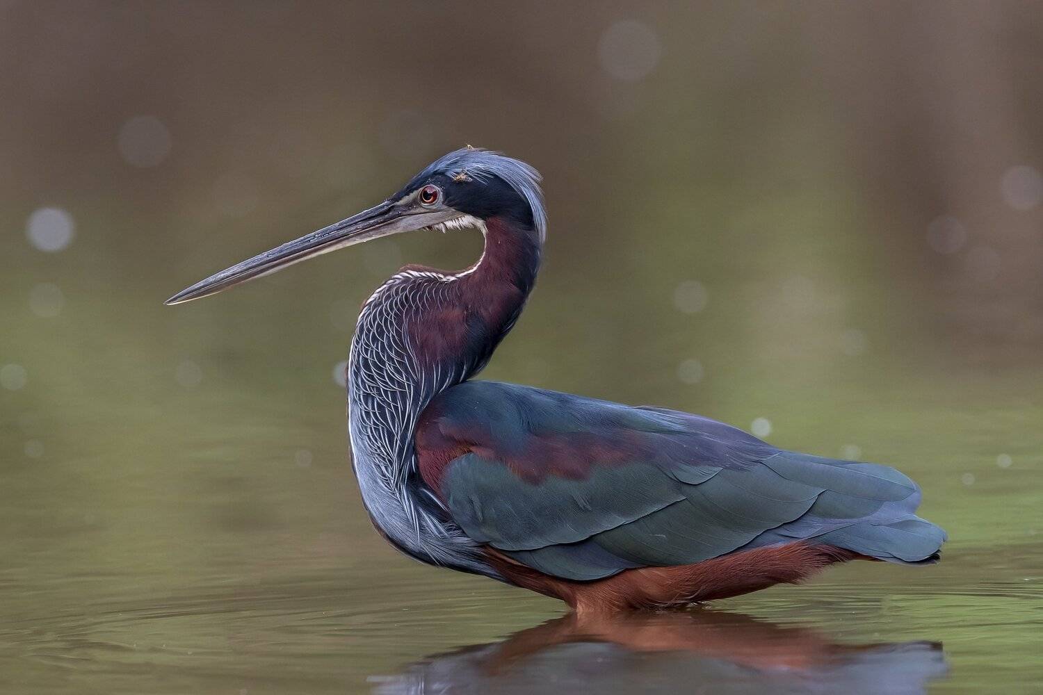 , Fernando Burgalin Sequeira