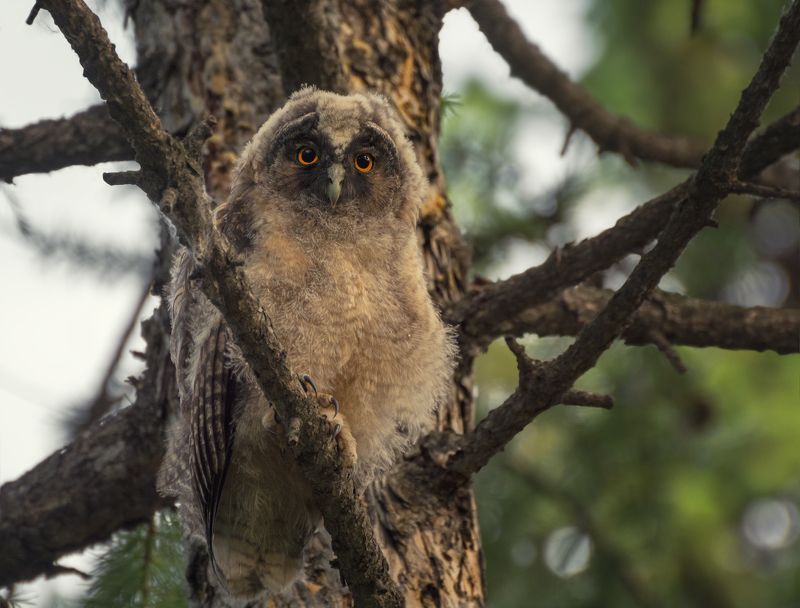 птица, сова ушастая, слёток, ушастой совы слёток.. фото превью
