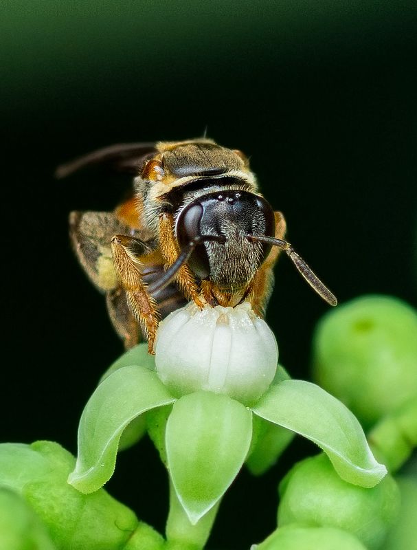 bird, Birds, nature, 2020, 2021, wildlife, wild, earth, Macro, insect Bee and Flowerphoto preview