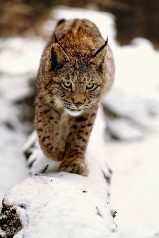 #nature #animal #bobcat #lynx #winter #snow #forest Bobcatphoto preview