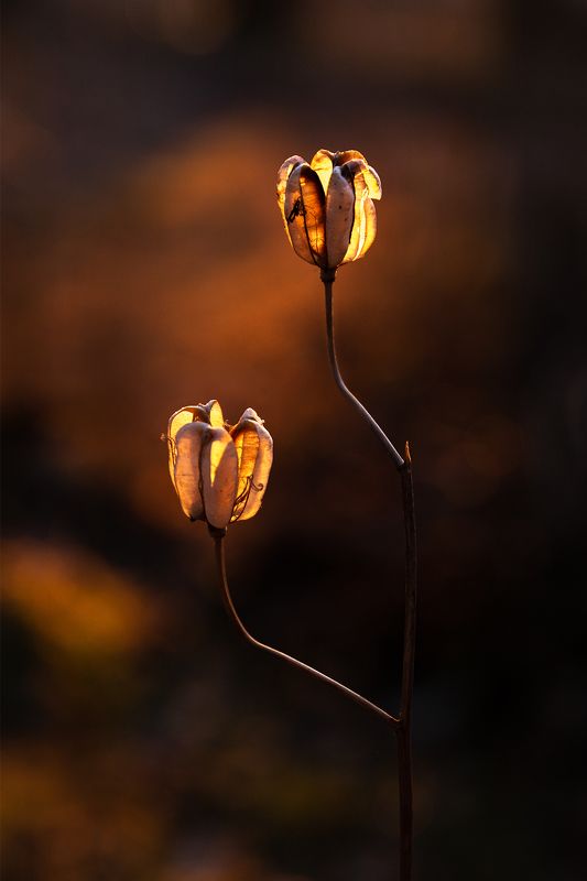 природа, закат, растения, флора photo preview