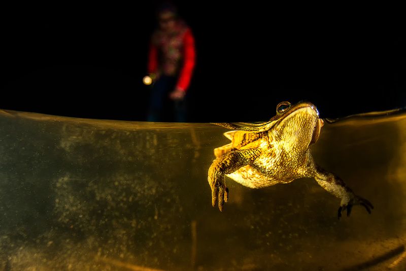 сплиты, сплит, полводы, лягушка, озеро, водоем, подводный мир Лягушка photo preview