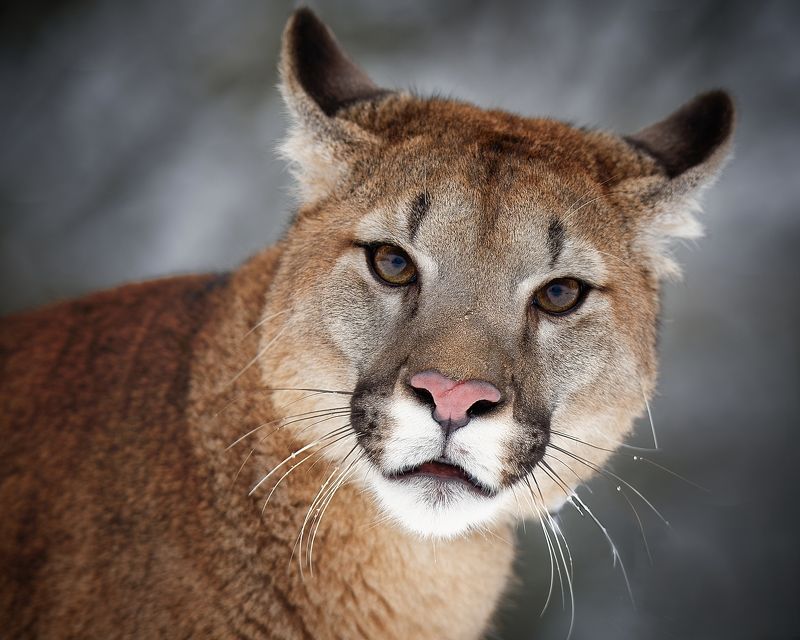 cougar, big cat, detail Cougarphoto preview