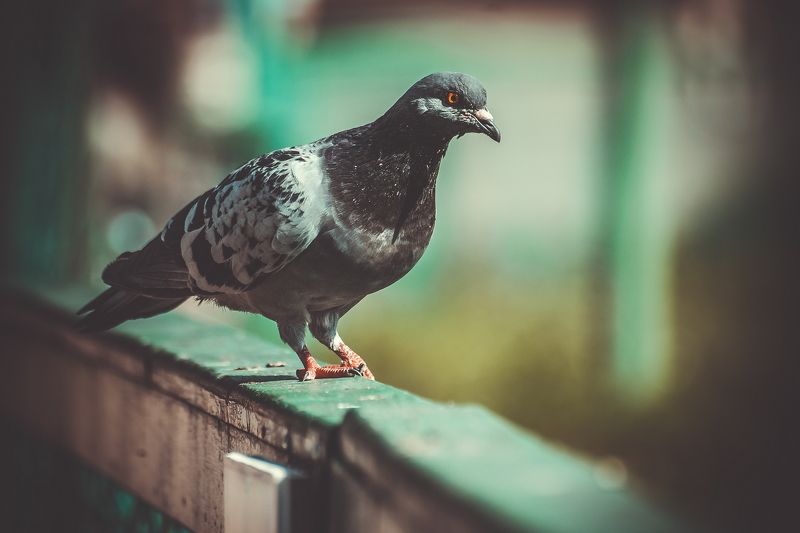 голуби, голубь, крылья, перья, птица, птицы голубьphoto preview