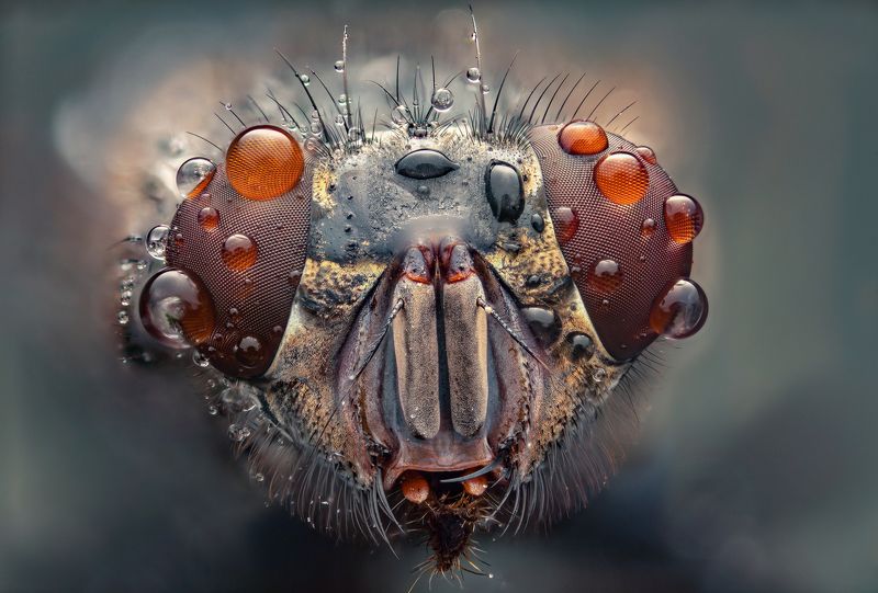 макро, муха, насекомые, макрофото, макромир макропортрет домашней мухиphoto preview