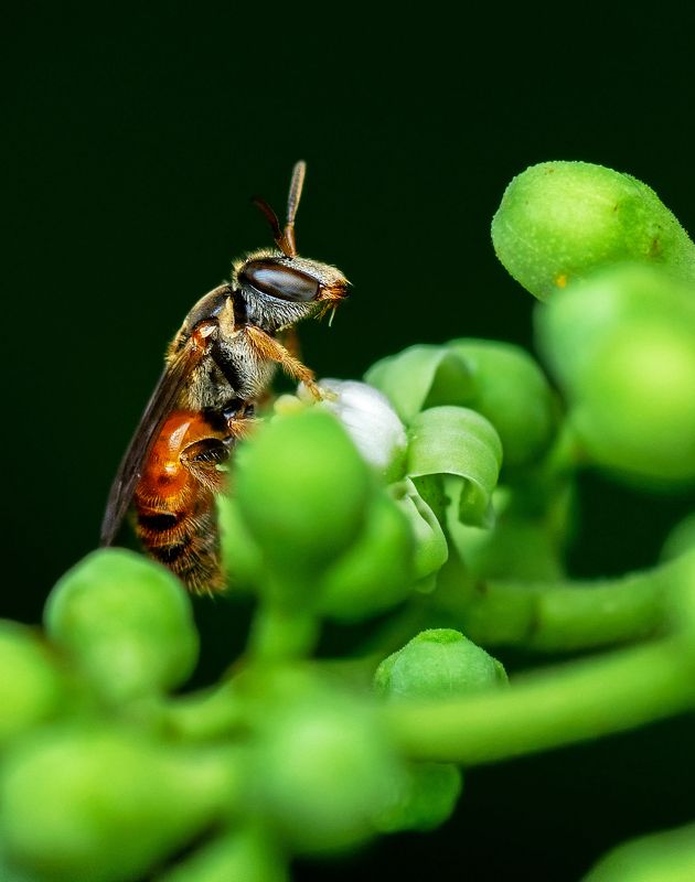 bird, Birds, nature, 2020, 2021, wildlife, wild, earth, Macro, insect Bee Scapephoto preview