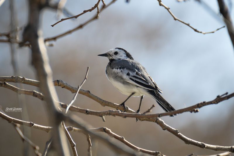 nature, birds, outdoor, spring Spring coming...photo preview
