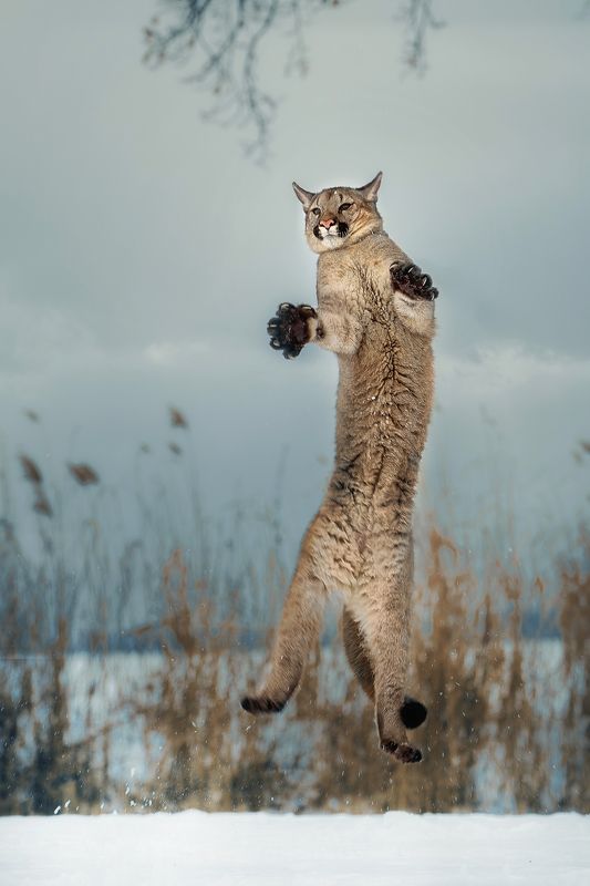 cougar, big cat, jumping Jumpphoto preview