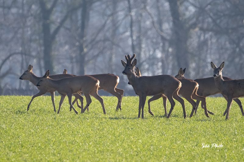 roe deer; deers; chevreuil; chevrette; brocard; animals; mammals, wildlife Roe deer in the fieldphoto preview