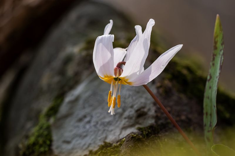 природа, флора, цветы, какндык кавказский Веснаphoto preview