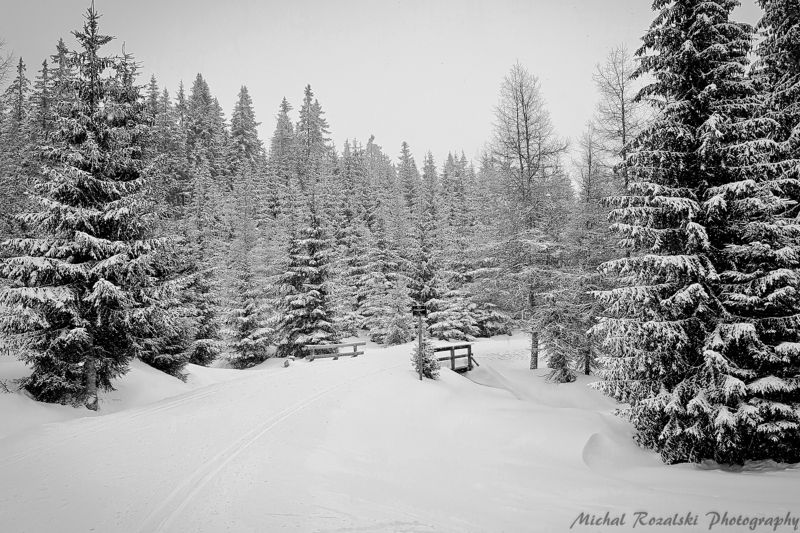 winter, ,season, ,blackandwhite, ,snow, ,landscape, ,trees, , The Chronicles of Narniaphoto preview