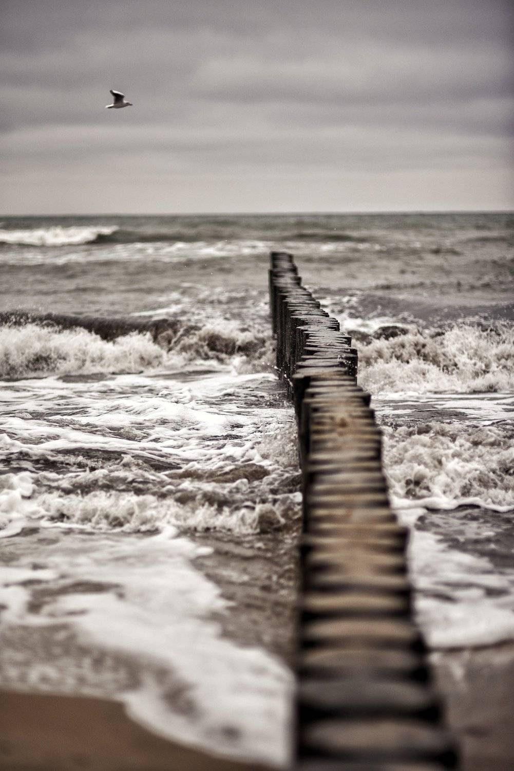 Чайка. Автор: Владимир Леликов-Кузьменко , Владимир Леликов-Кузьменко