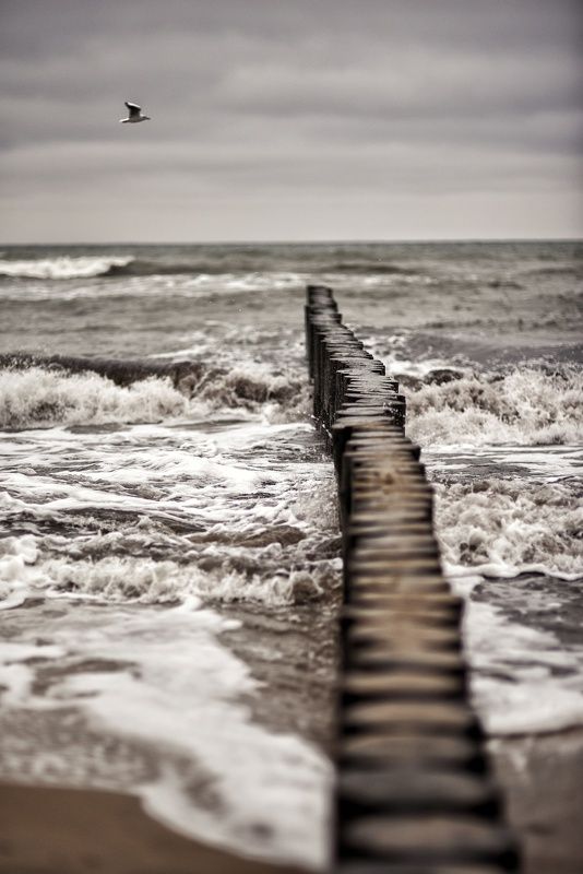 Чайка фото превью