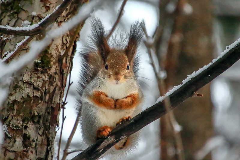 Декабрьphoto preview