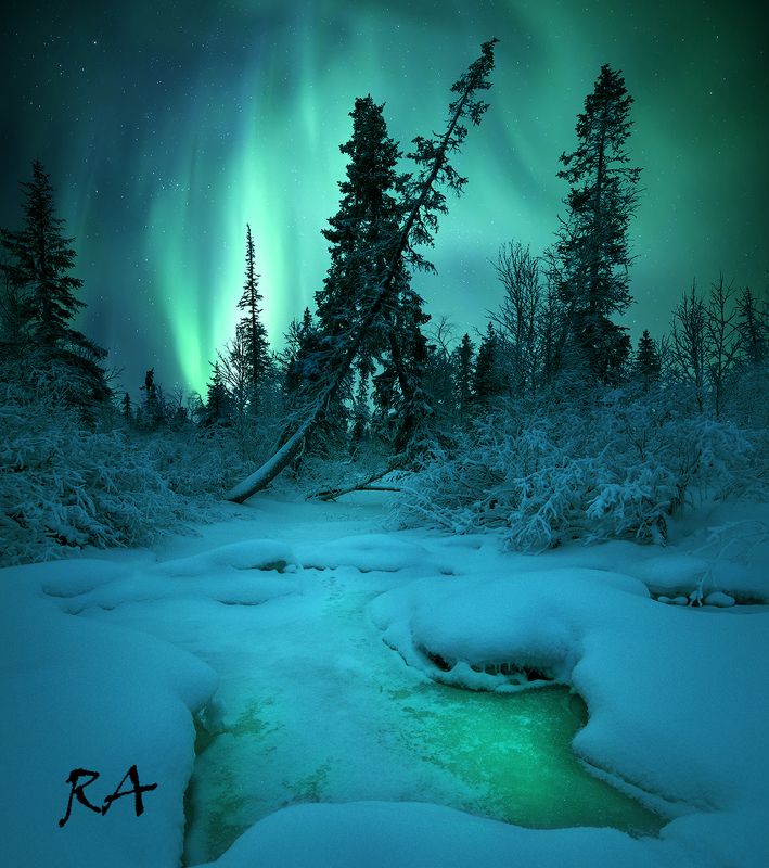 полярное сияние, aurora borealis, северное сияние, кольский полуостров Forest Guardphoto preview