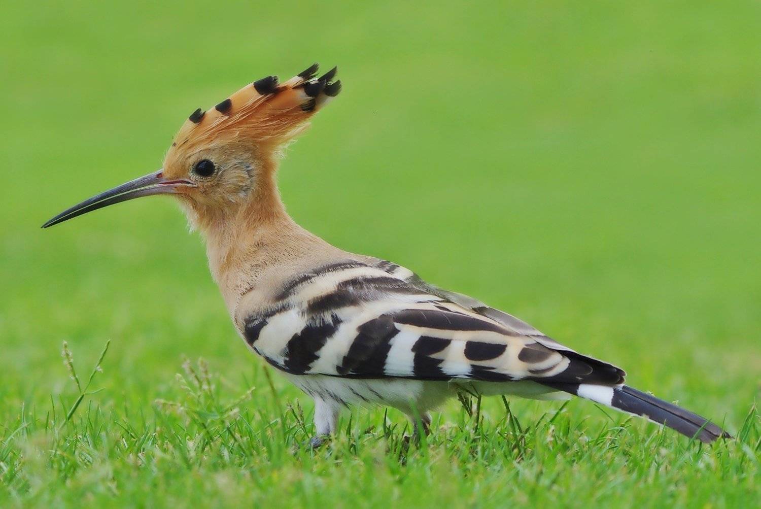 Автор: Jacek , Jacek