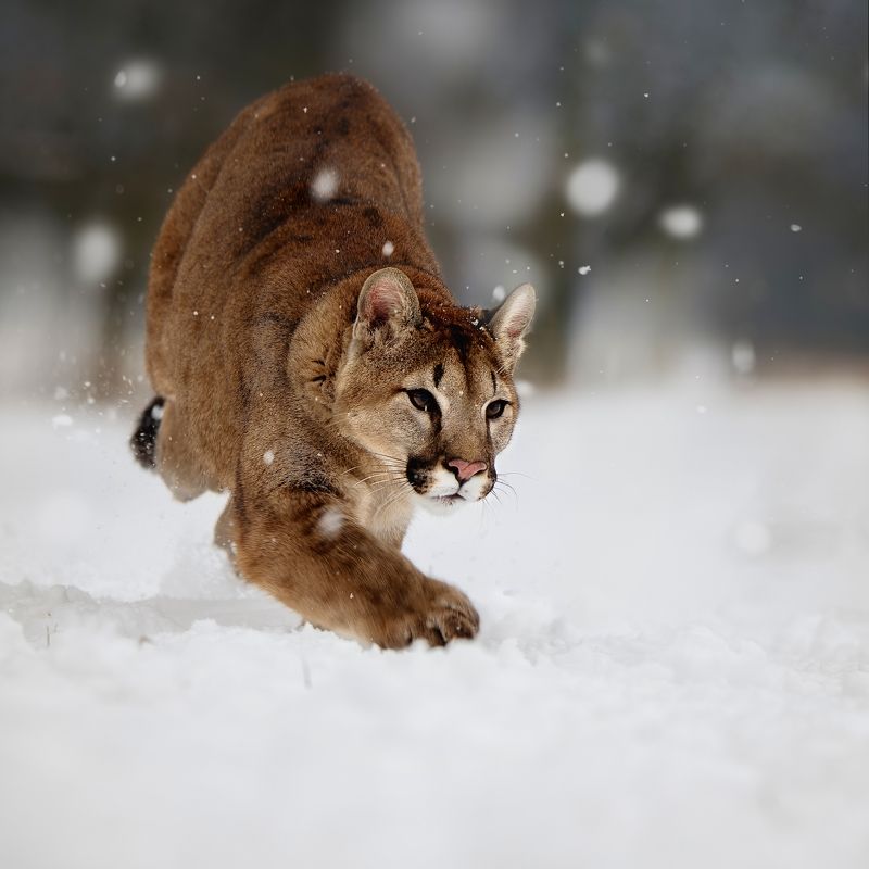 cougar, snow, running I am comingphoto preview